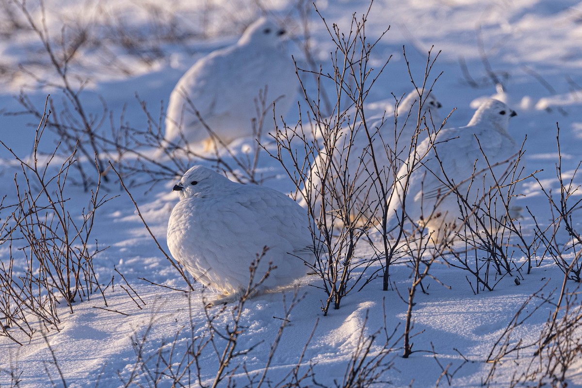 Willow Ptarmigan - ML631749054