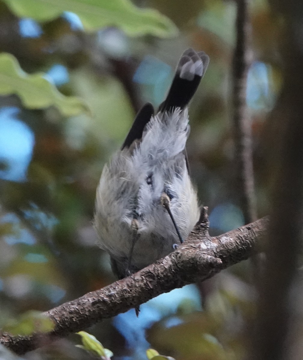 Gray Gerygone - ML631749152