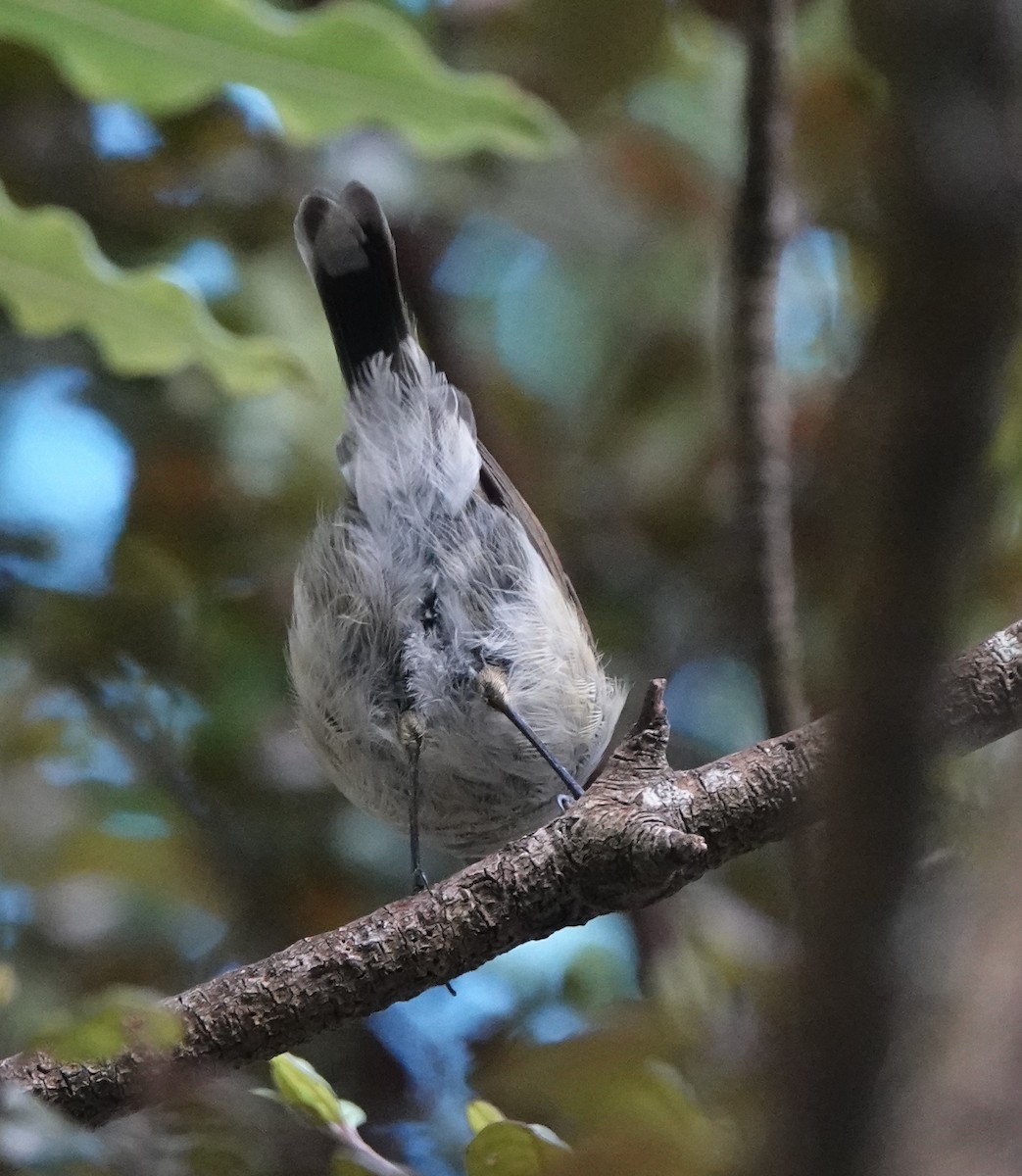 Gray Gerygone - ML631749153