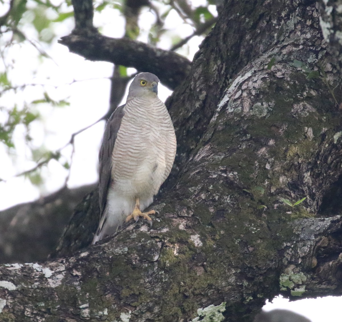 African Goshawk - ML631749210