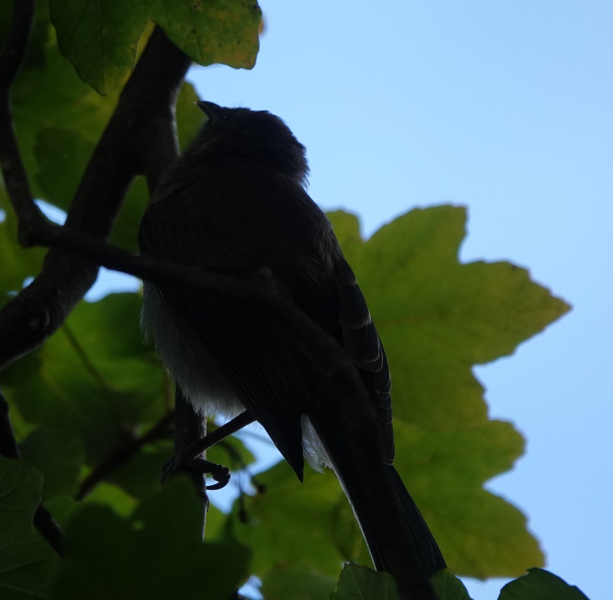 New Zealand Bellbird - ML631749234