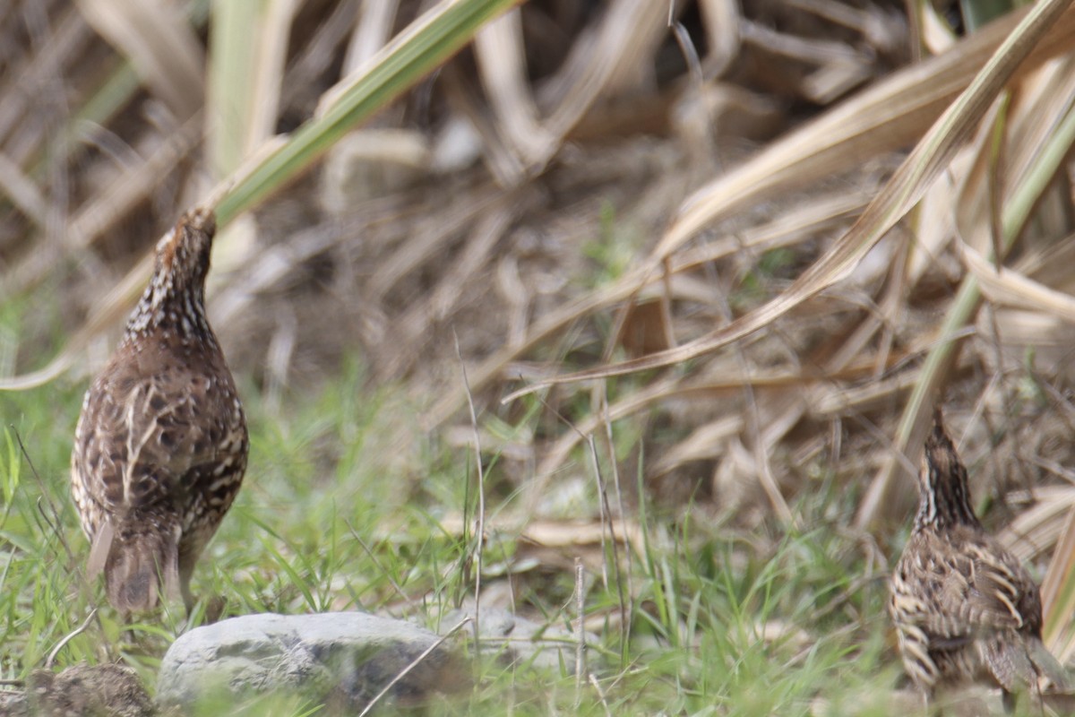 Crested Bobwhite - ML631749236