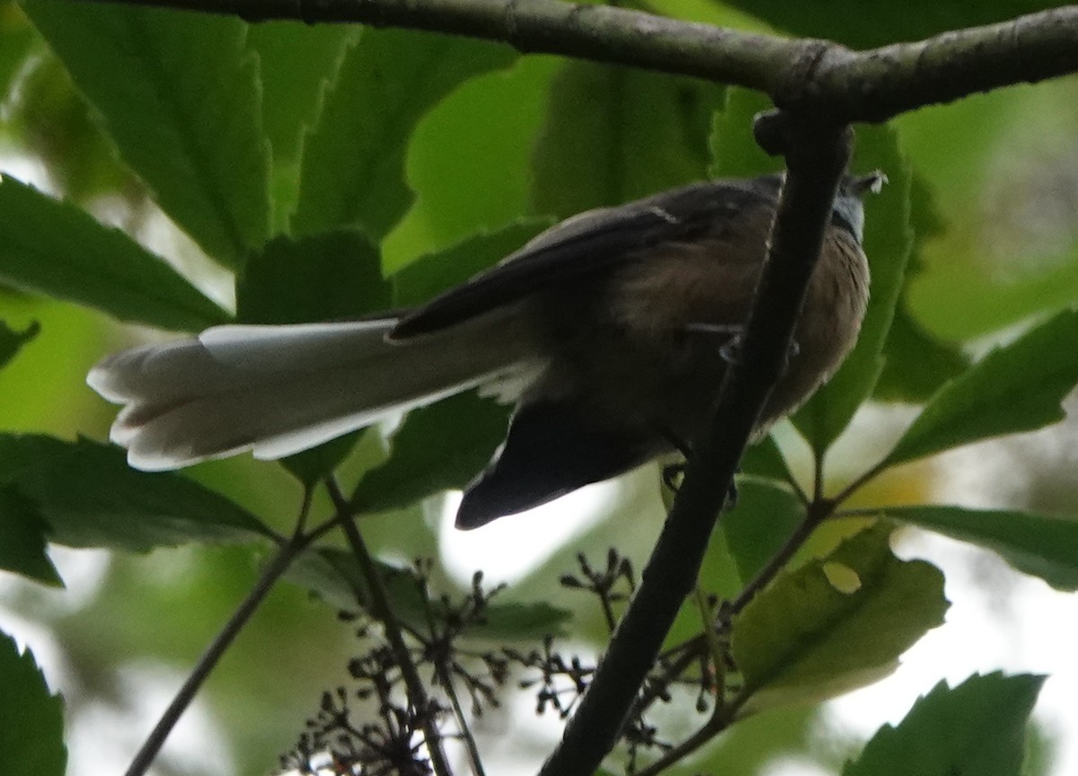 New Zealand Fantail - ML631749270