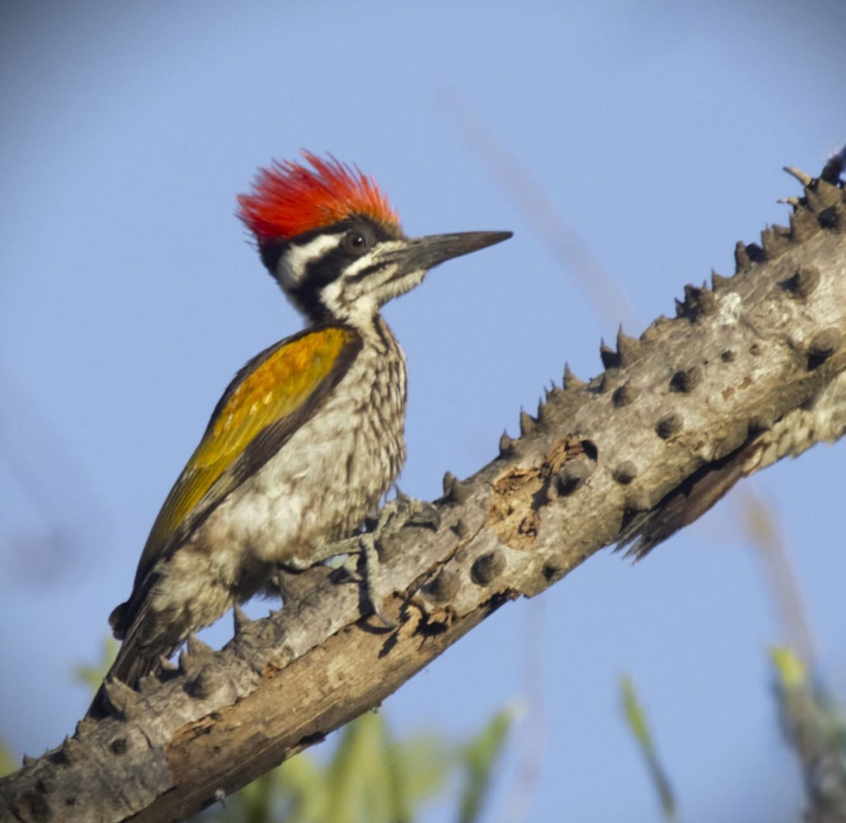 White-naped Woodpecker - ML631749459