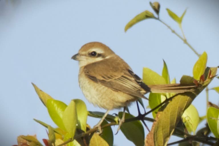 Ухаа дунхай - ML631749467