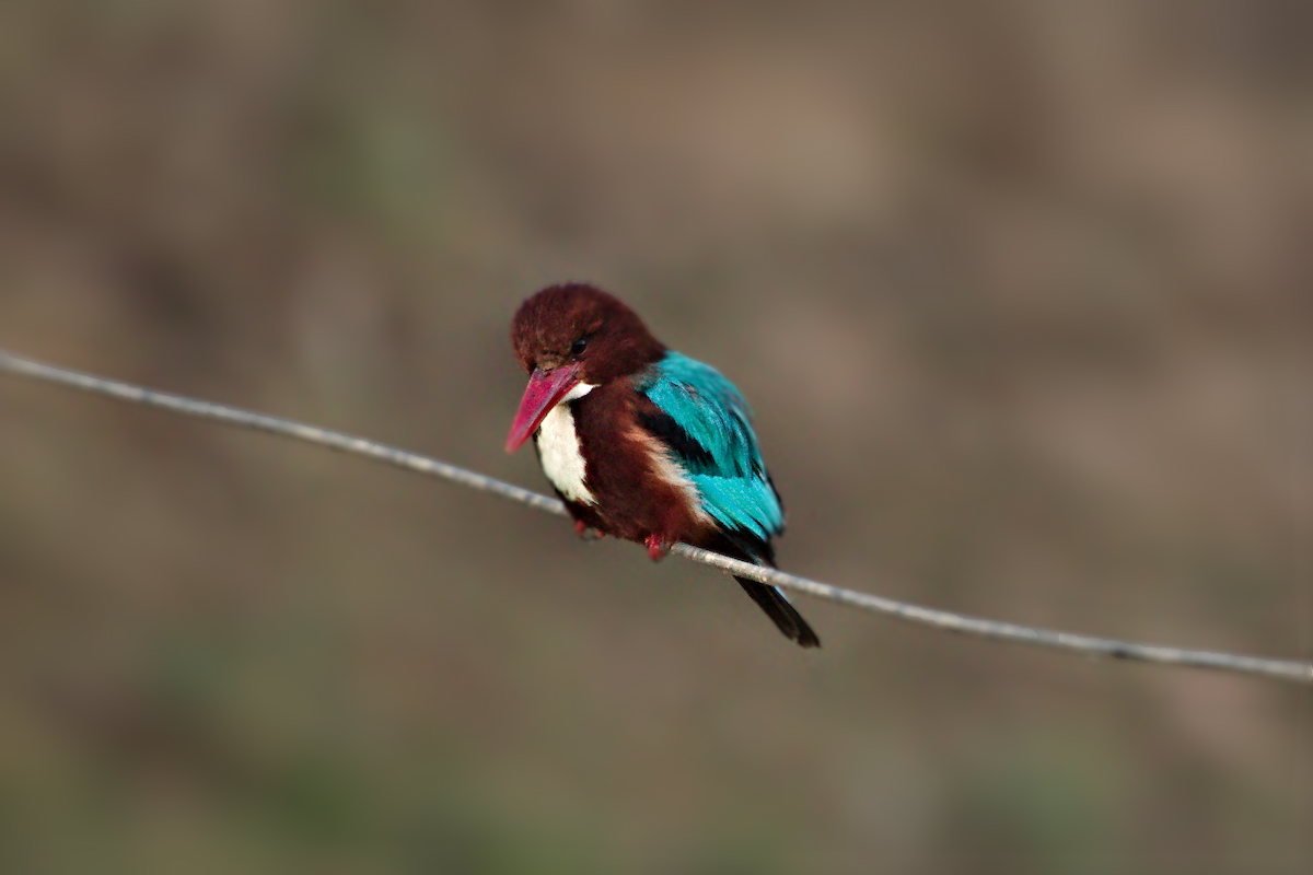 White-throated Kingfisher - ML631749721