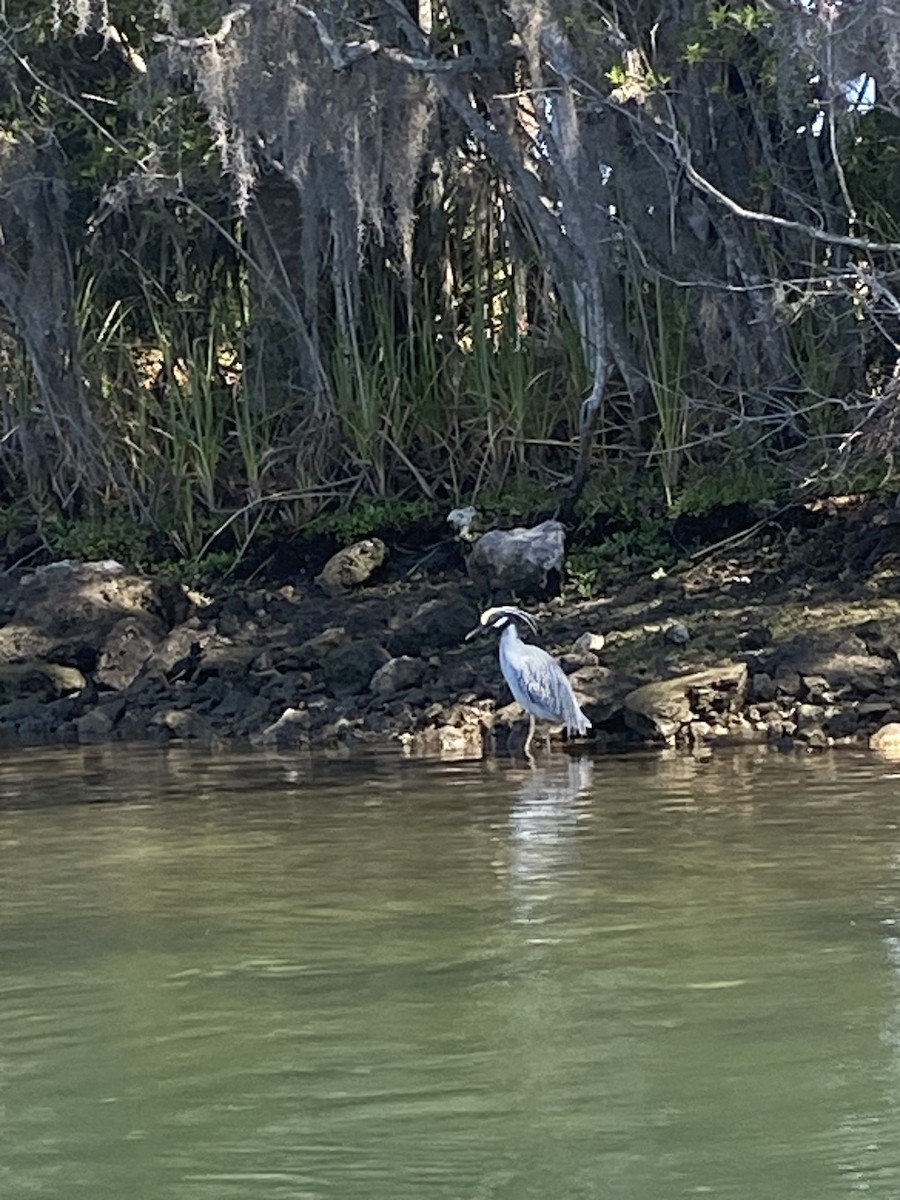 Yellow-crowned Night Heron - ML631749825