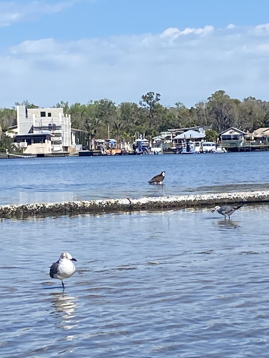 Osprey - ML631749881