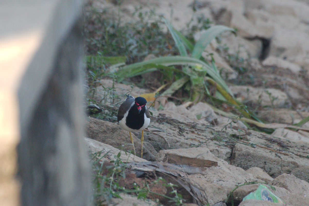 Red-wattled Lapwing - ML631749886