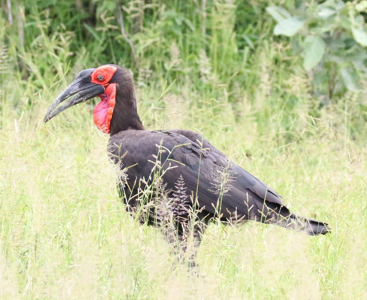 Southern Ground-Hornbill - ML631749977