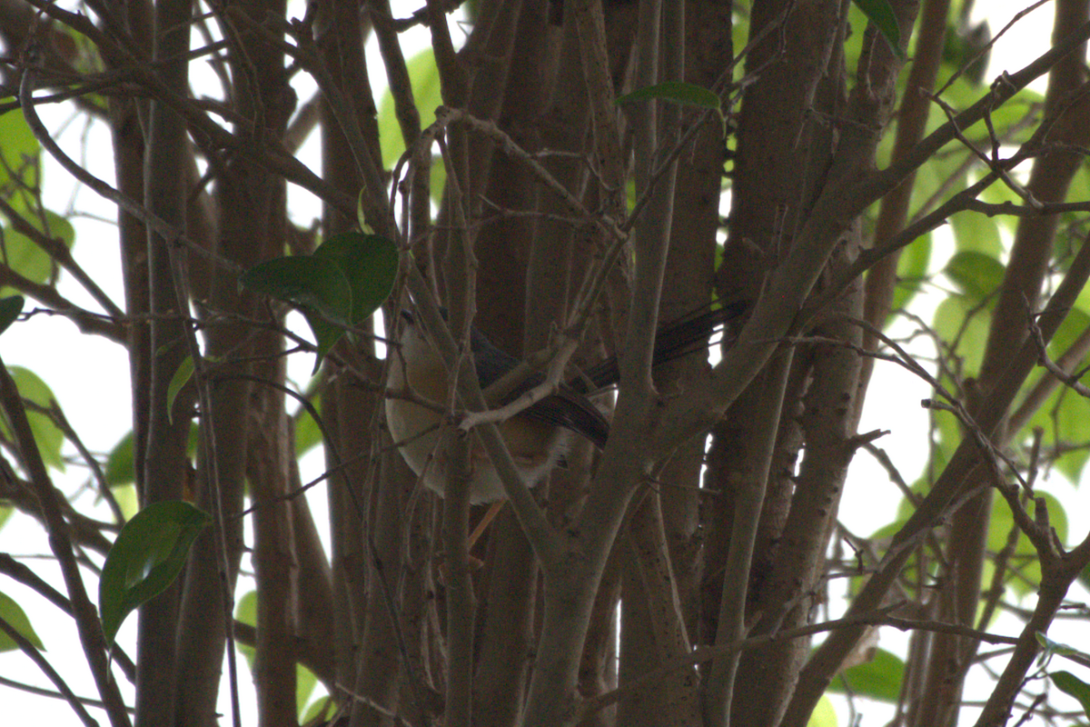 Jungle Prinia - ML631749989