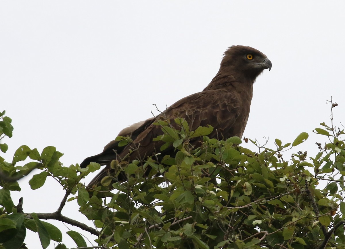 Brown Snake-Eagle - ML631750019