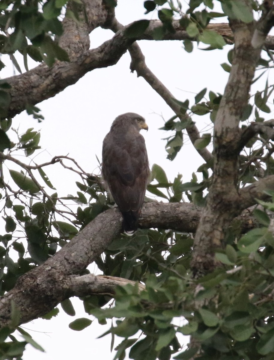 Western Banded Snake-Eagle - ML631750033