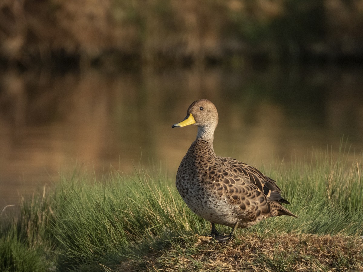 Yellow-billed Pintail - ML631750051