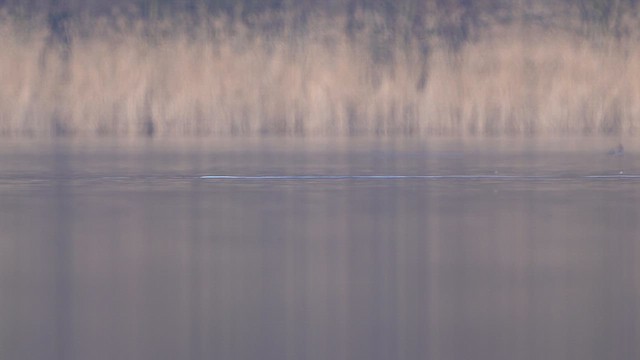 Common Scoter - ML631750067