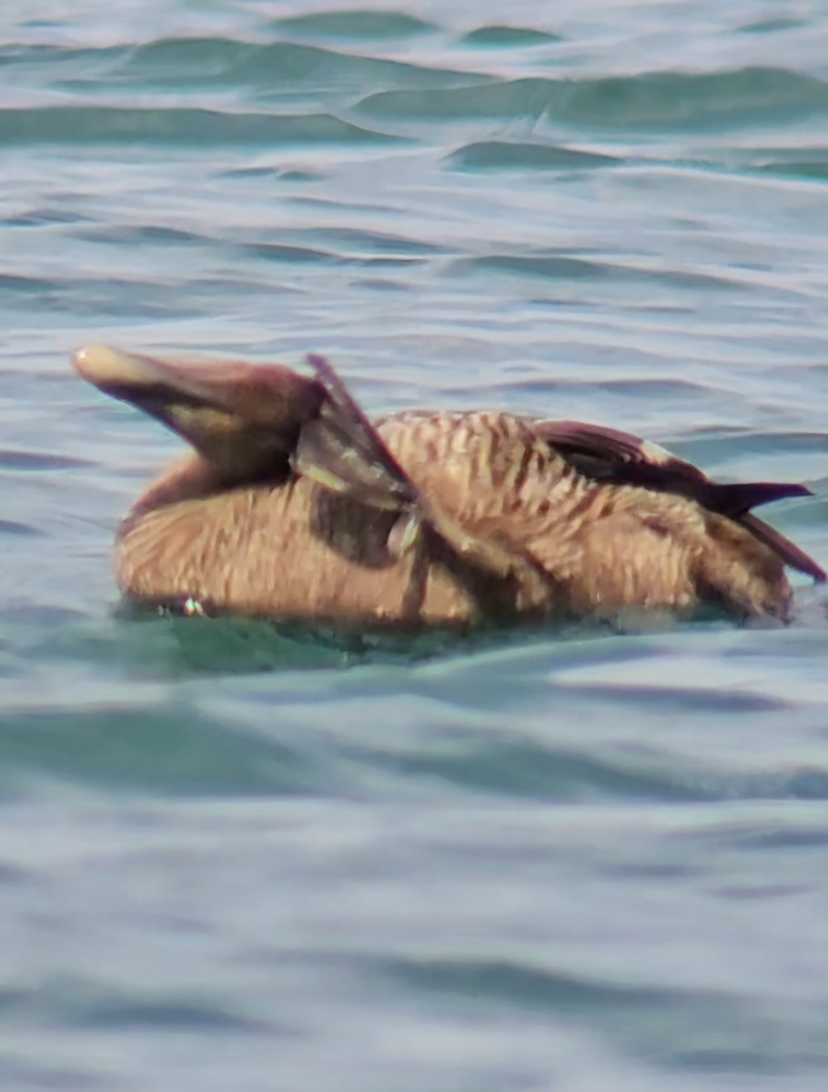 Common Eider - ML631750362