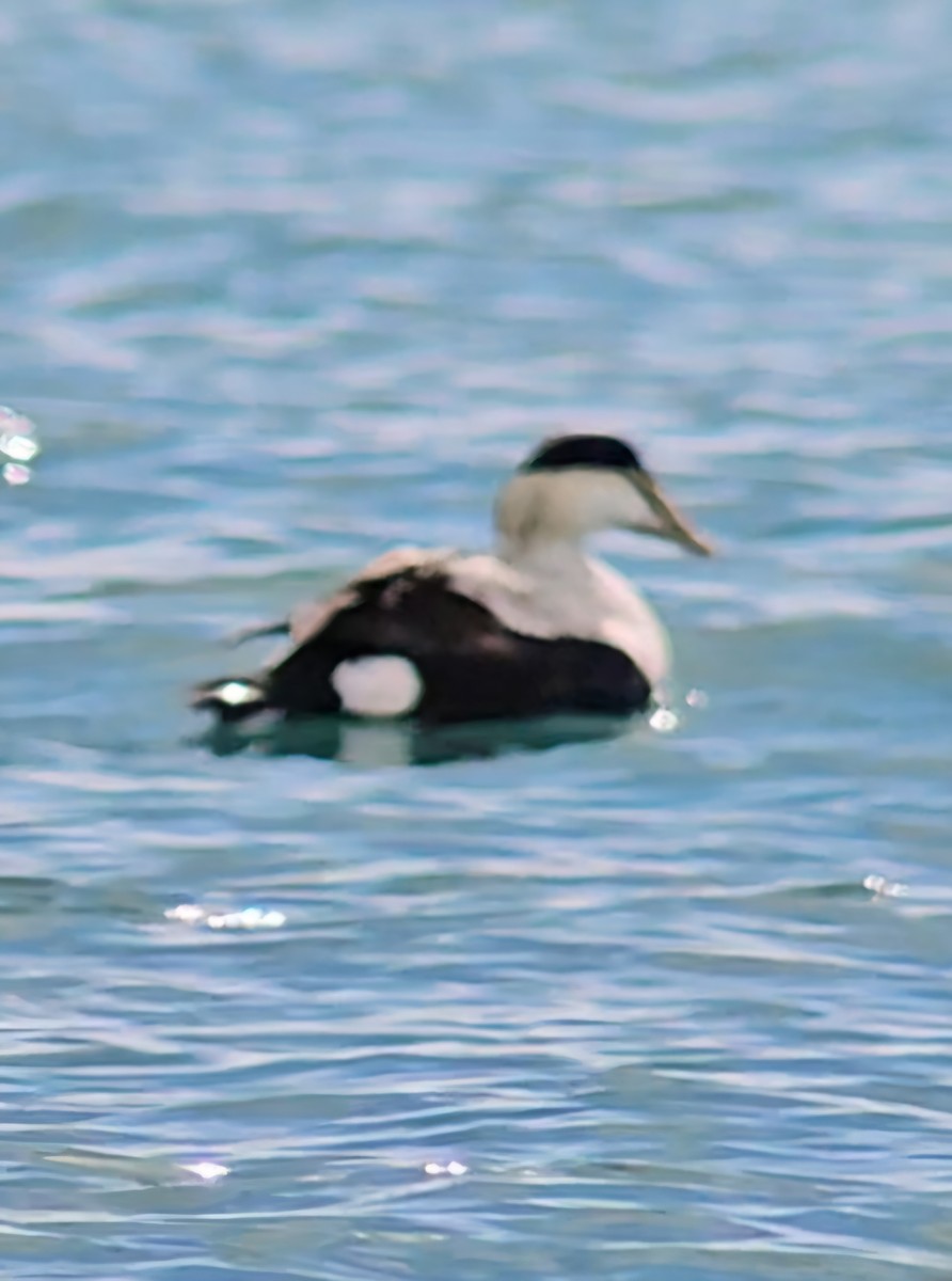 Common Eider - ML631750363