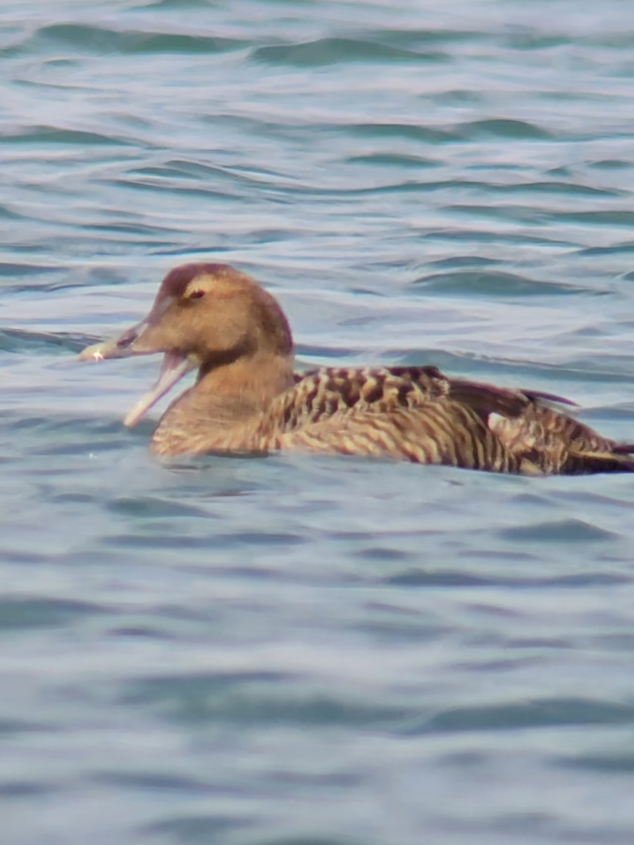Common Eider - ML631750364