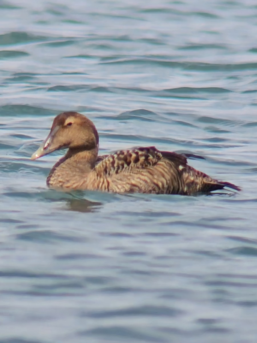 Common Eider - ML631750365