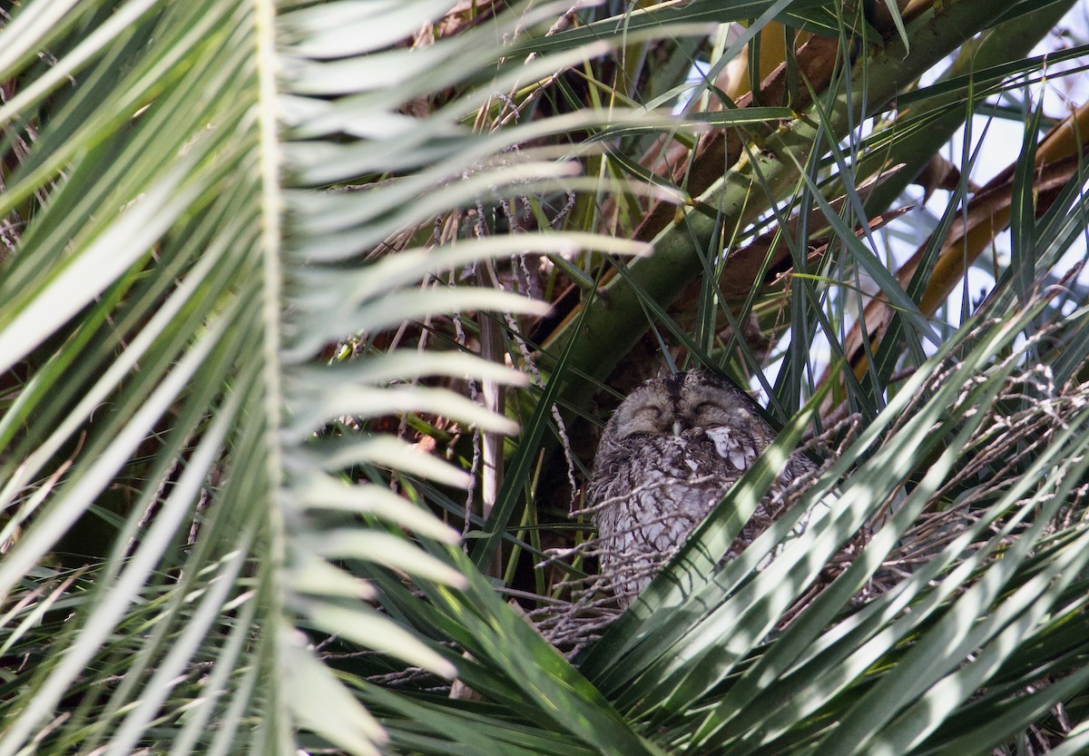 Tawny Owl - ML631750441