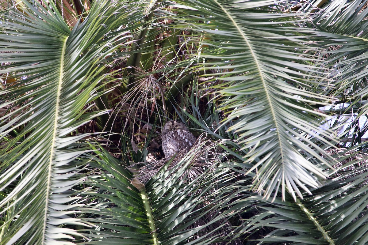 Tawny Owl - ML631750442