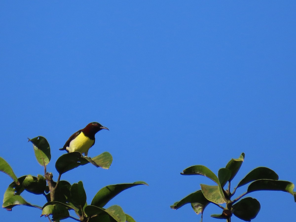 Crimson-backed Sunbird - ML631750472