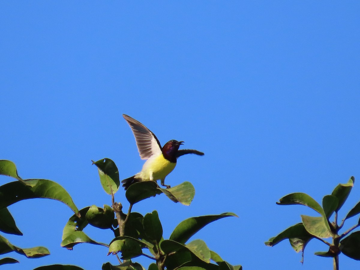 Crimson-backed Sunbird - ML631750473