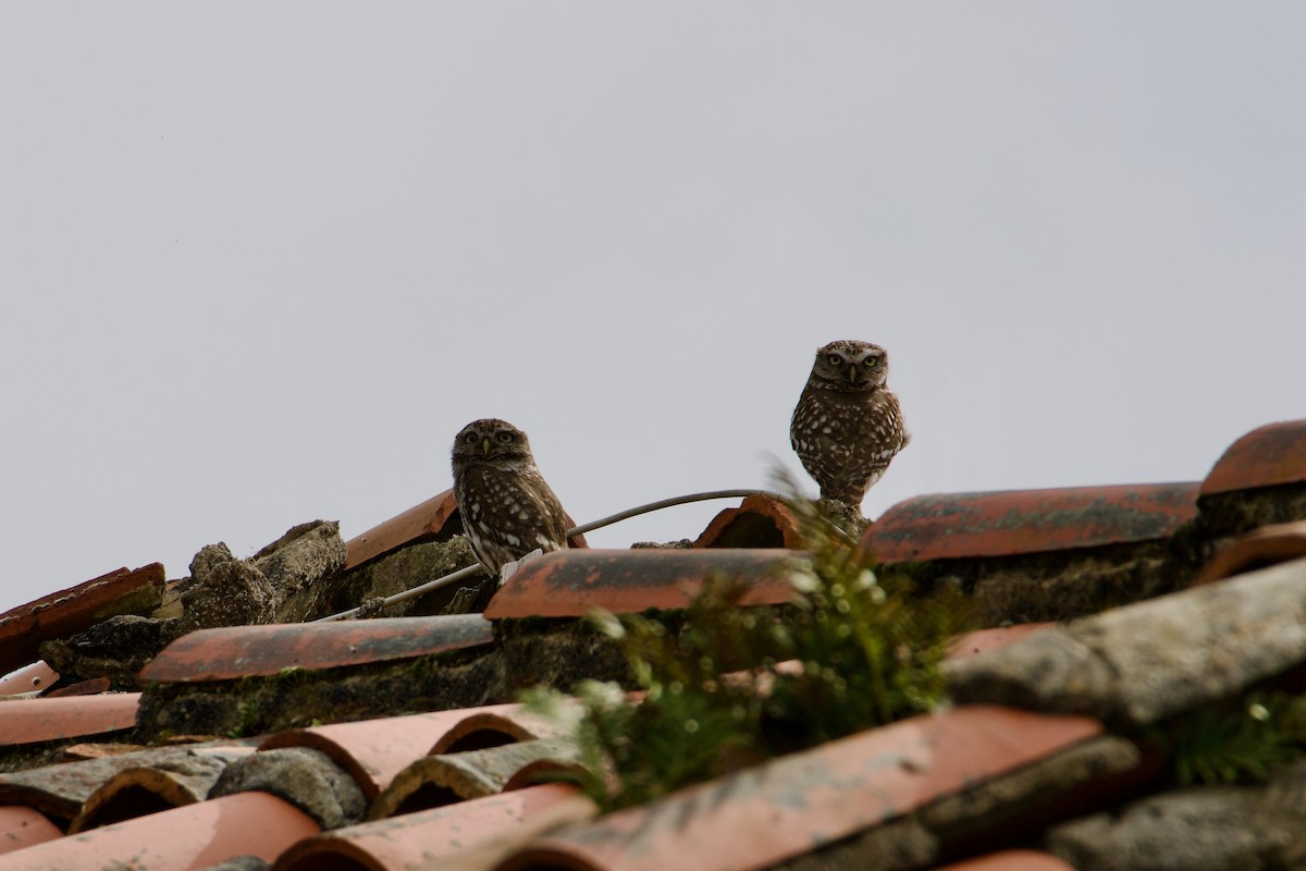 Little Owl - ML631750481