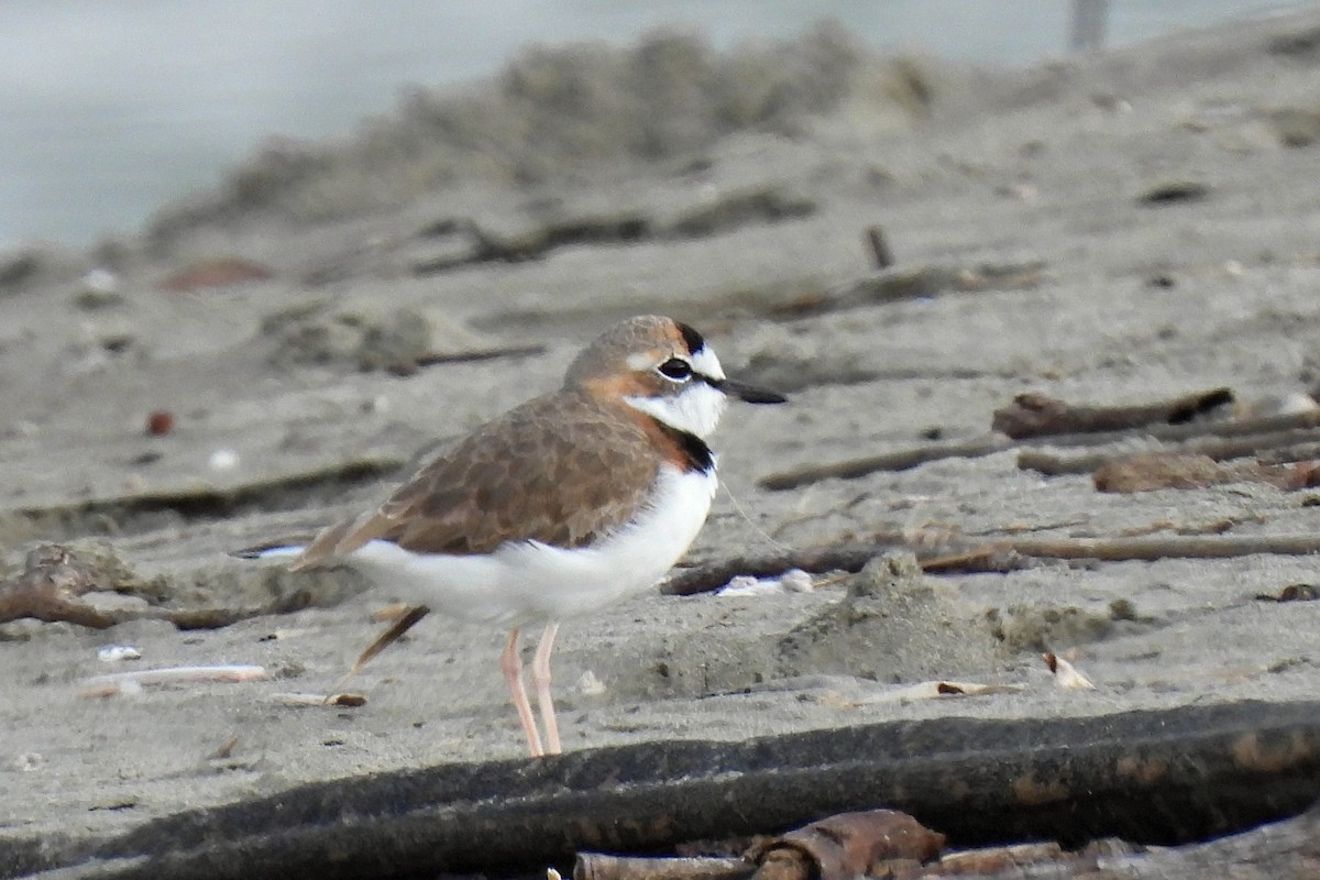 Collared Plover - ML631750641