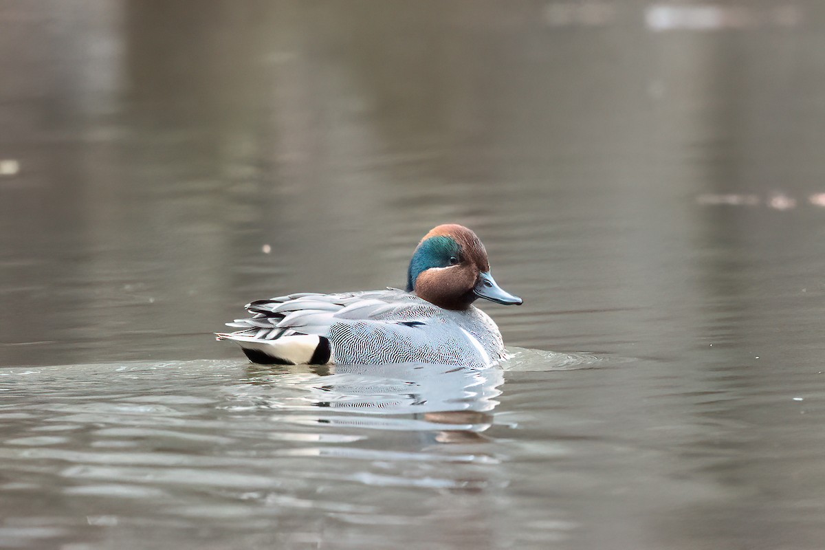 Green-winged Teal - ML631750722