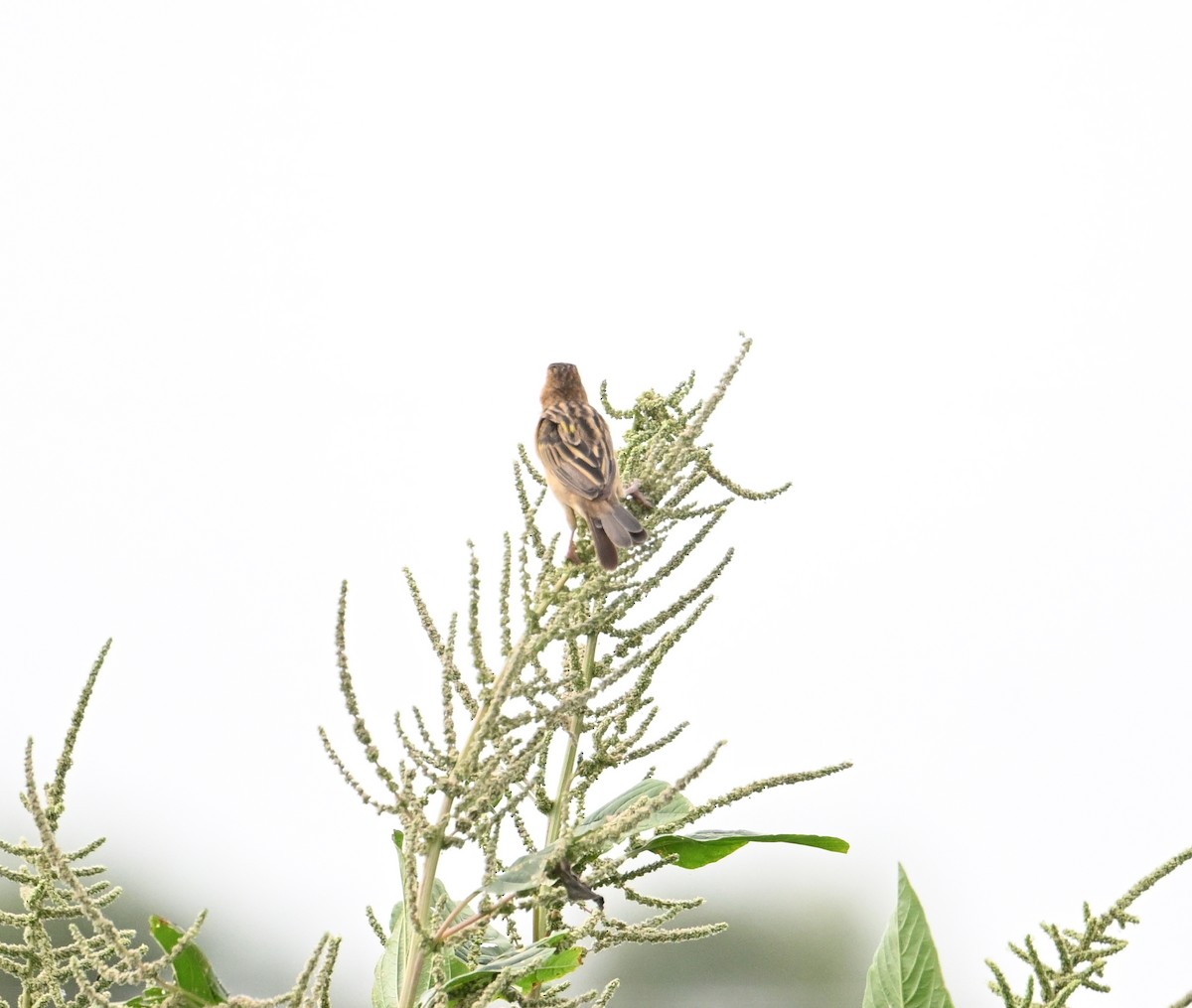 Asian Golden Weaver - ML631750750