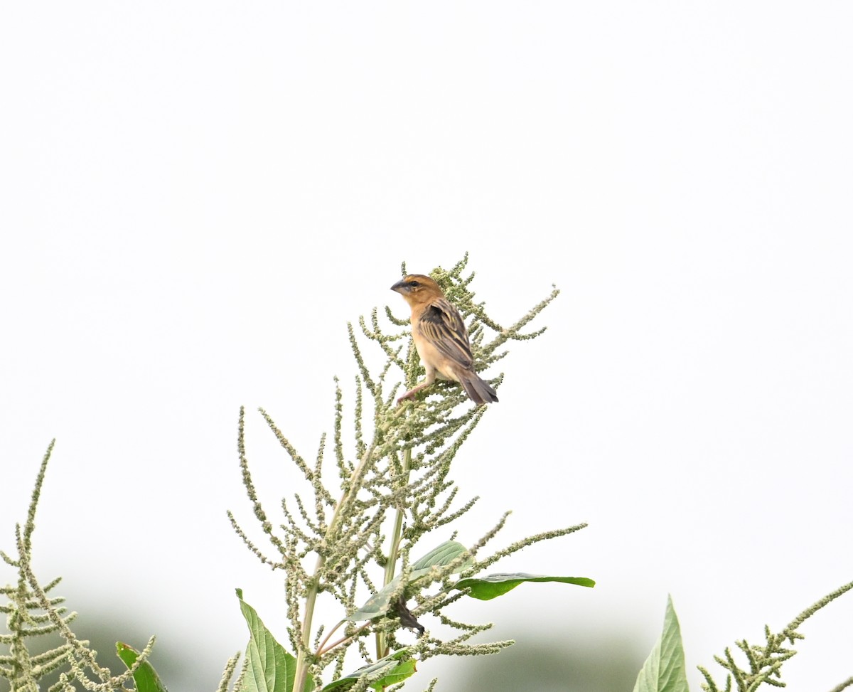 Asian Golden Weaver - ML631750751