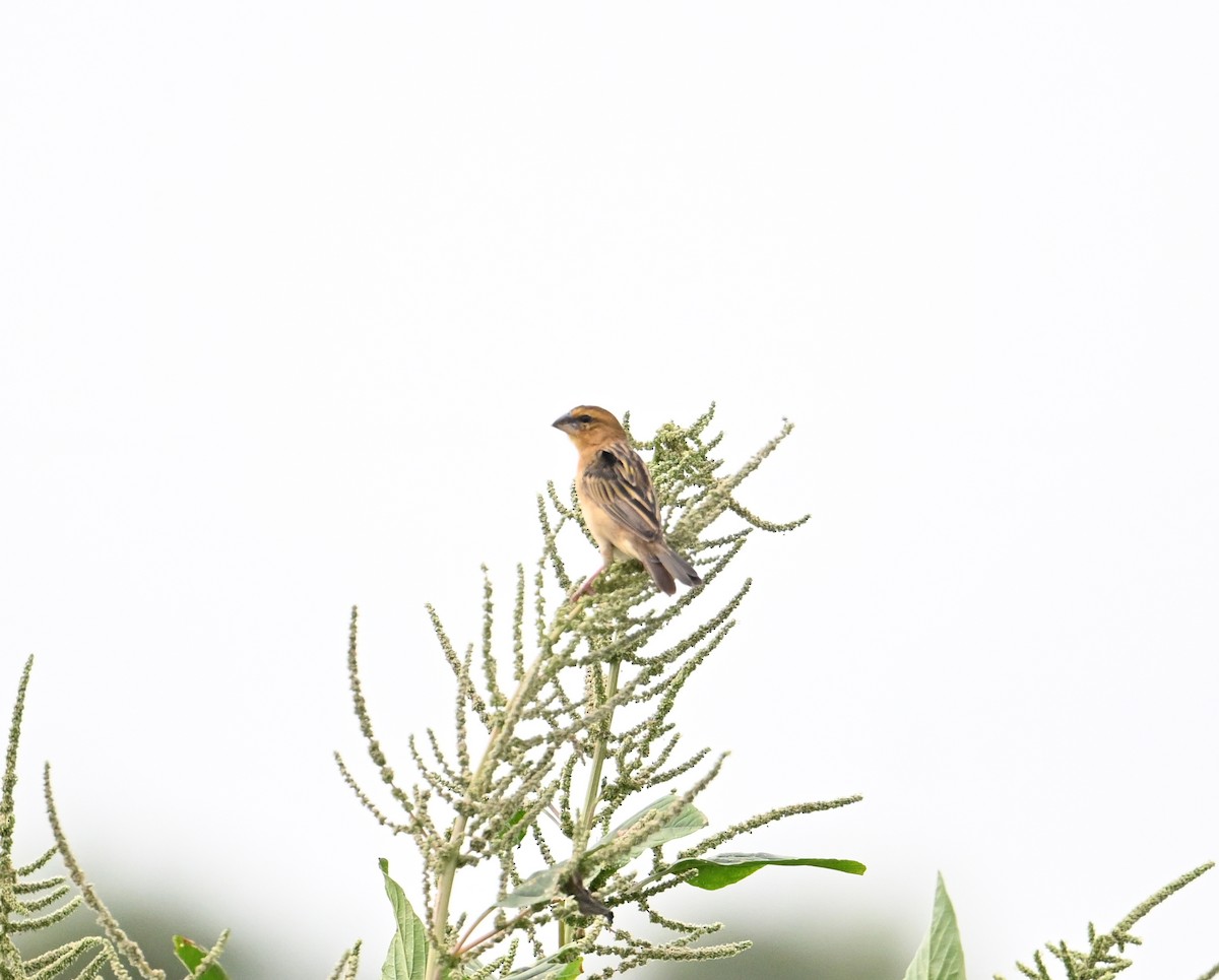 Asian Golden Weaver - ML631750752