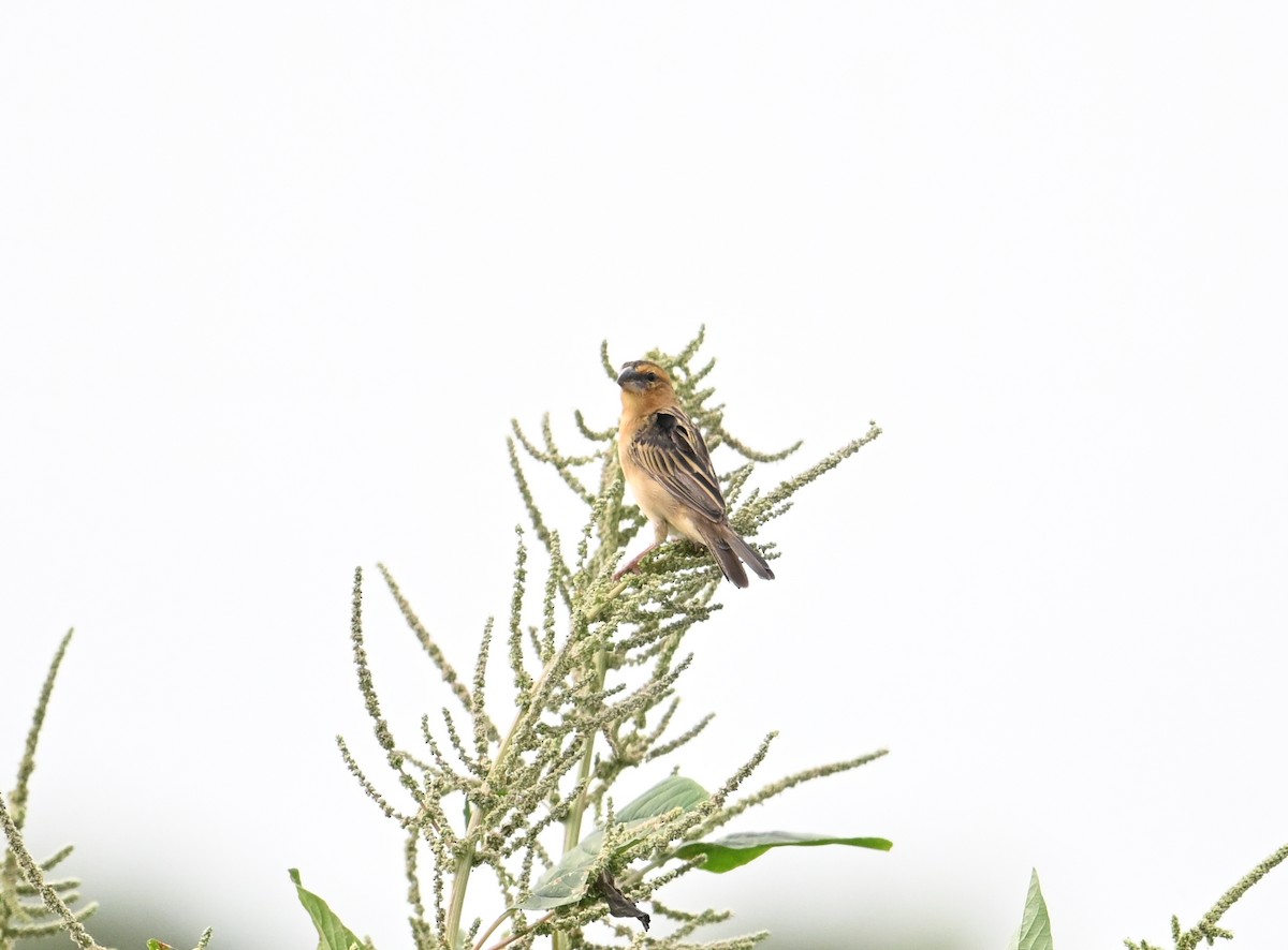 Asian Golden Weaver - ML631750753