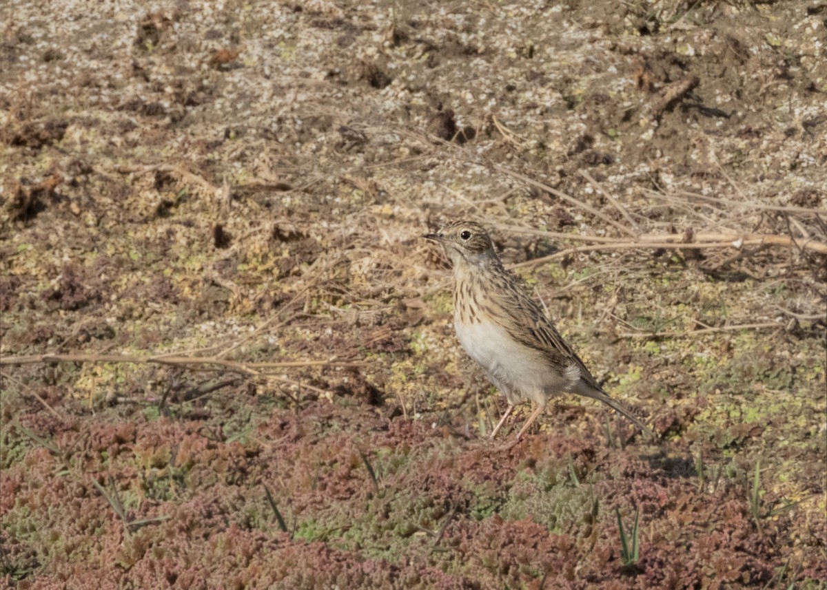Puna Pipit - ML631750821