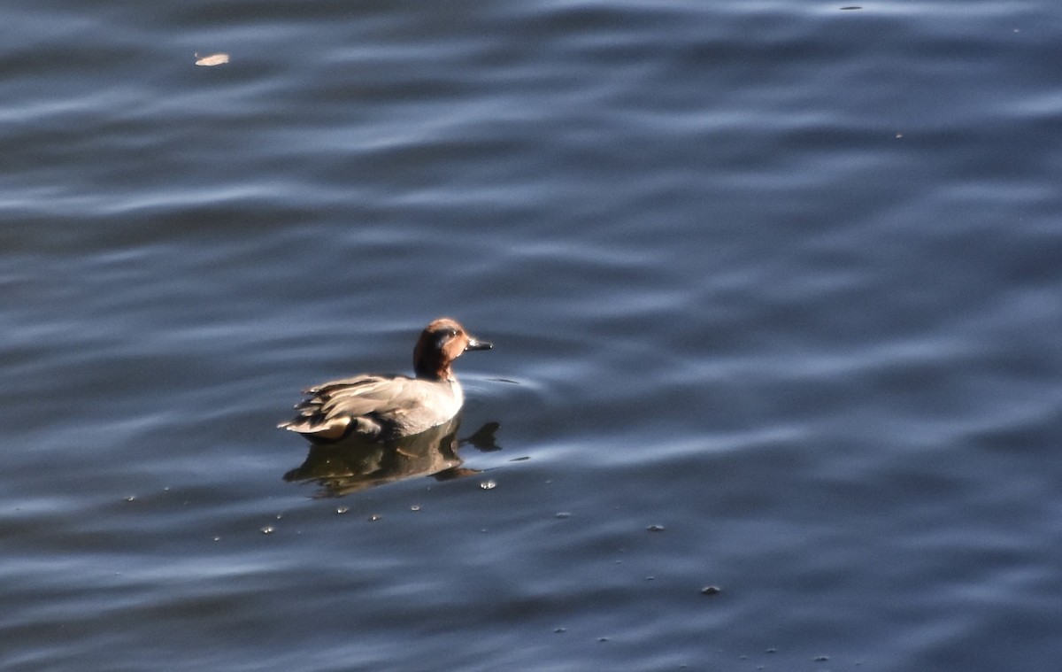 Green-winged Teal (American) - ML631750937