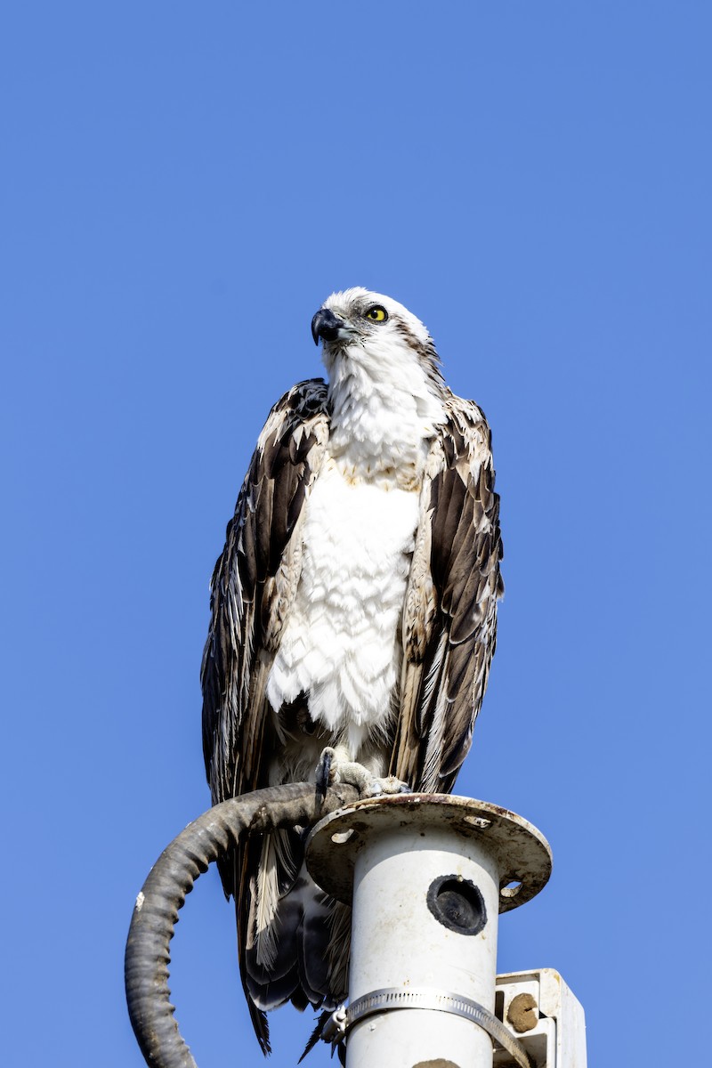 Osprey - ML631750954