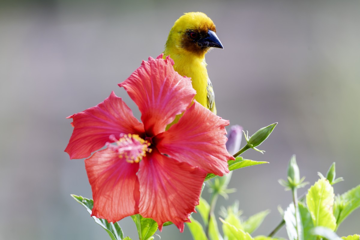 Rüppell's Weaver - ML631750957