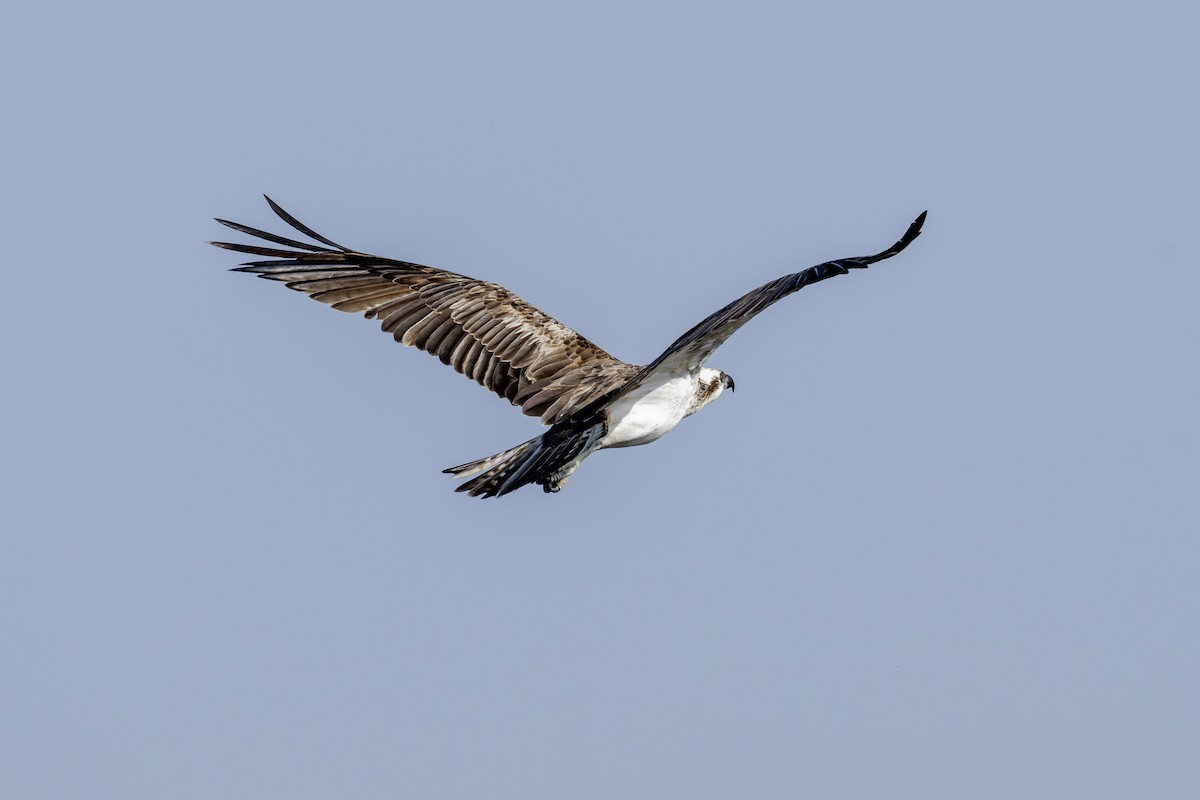 Osprey - ML631750972