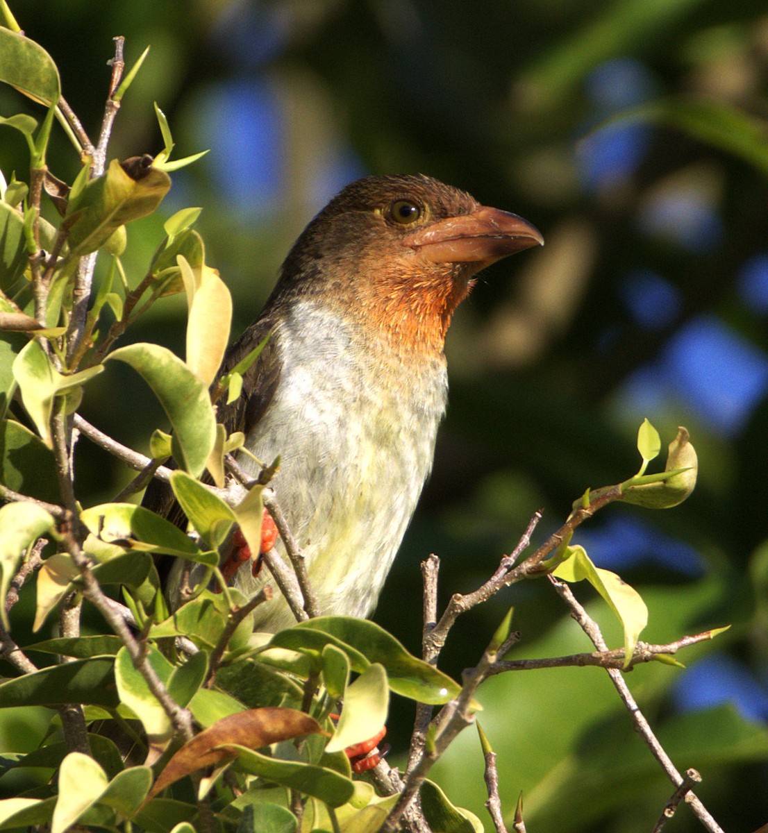 Brown Barbet - ML631750989