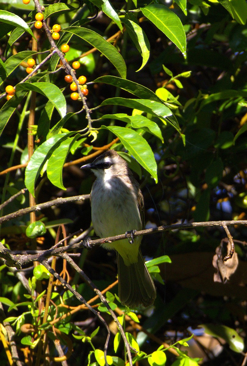 Yellow-vented Bulbul - ML631751012