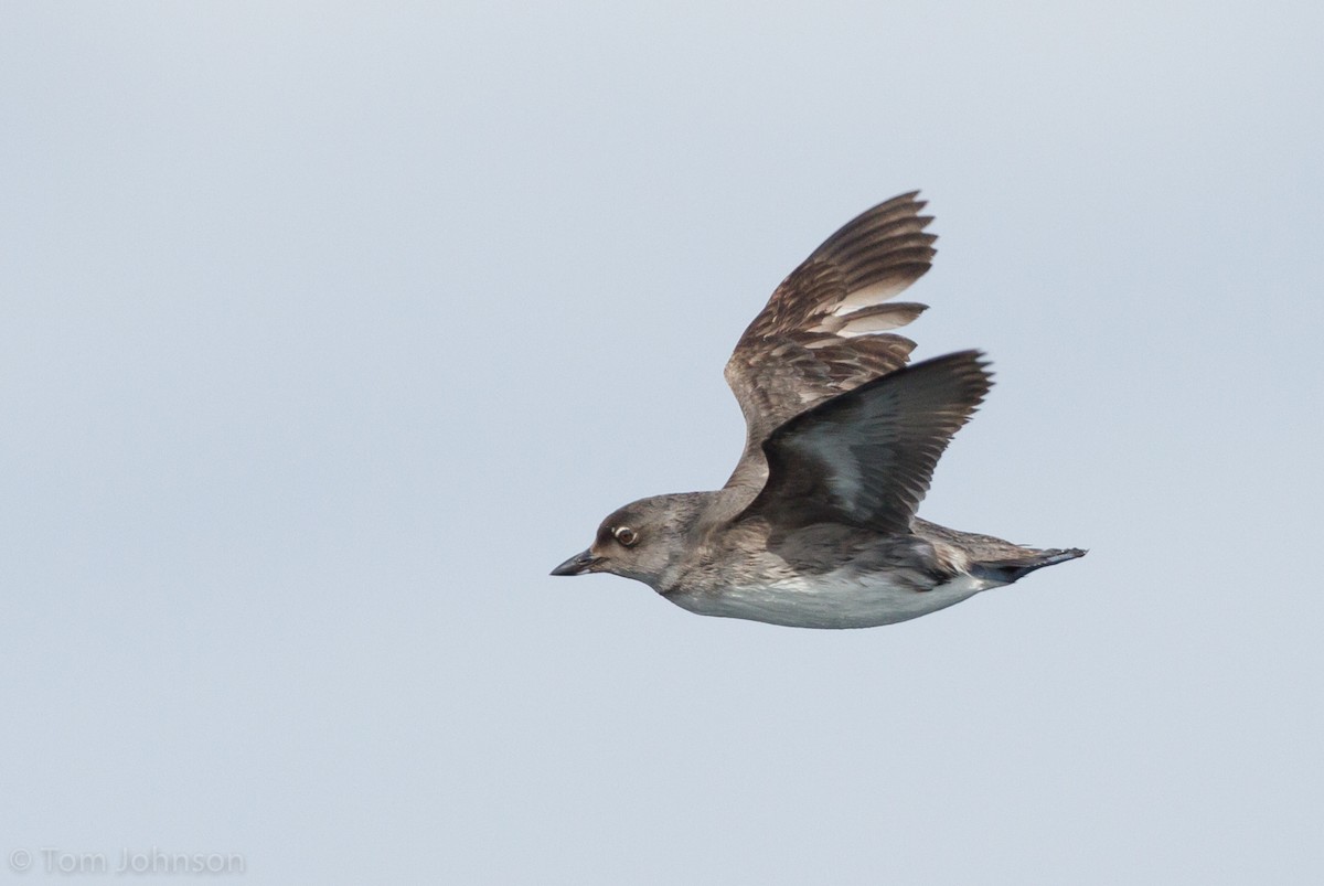 Cassin's Auklet - Tom Johnson