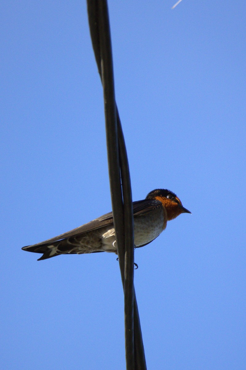 Pacific Swallow - ML631751130