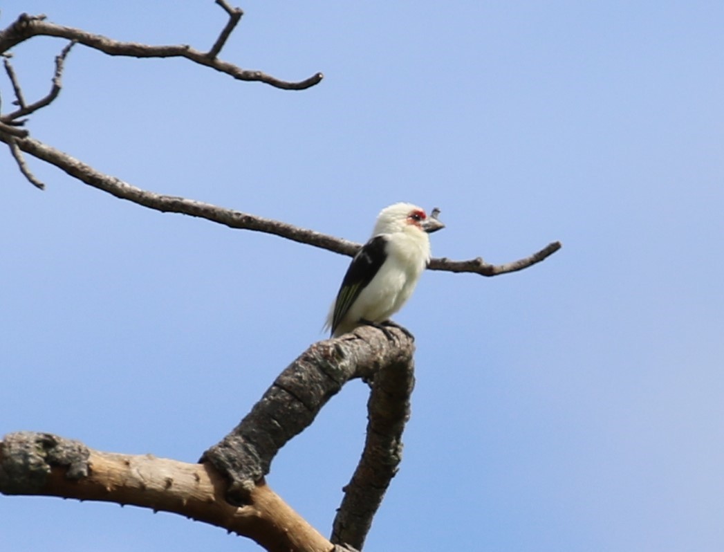 Chaplin's Barbet - ML631751145