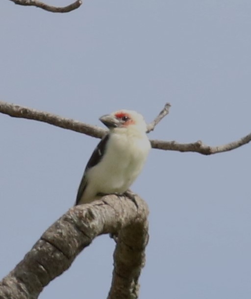 Chaplin's Barbet - ML631751154