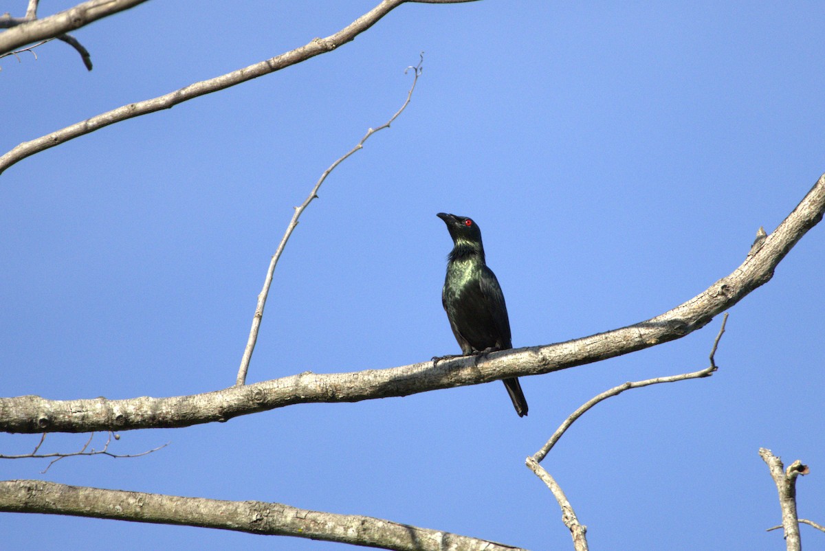Asian Glossy Starling - ML631751185