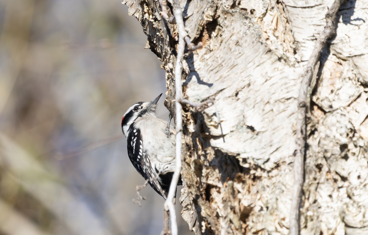 Downy Woodpecker - ML631751267