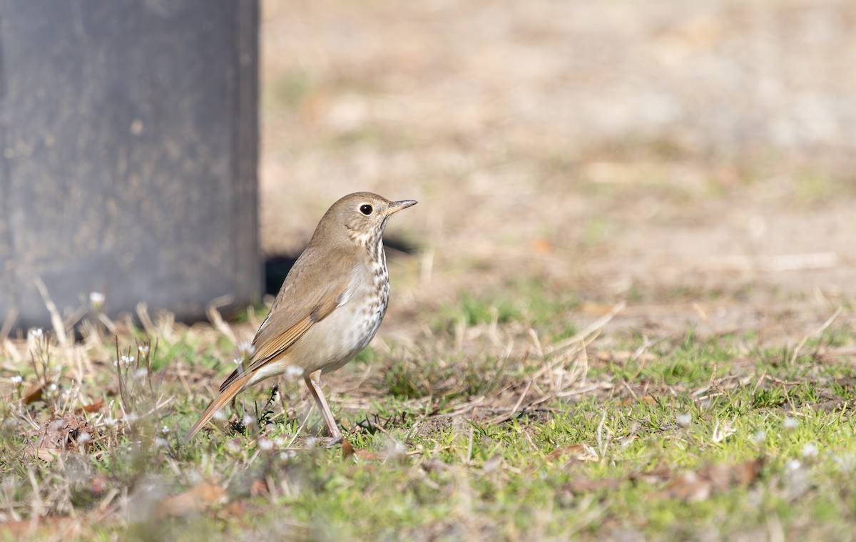 Hermit Thrush - ML631751278