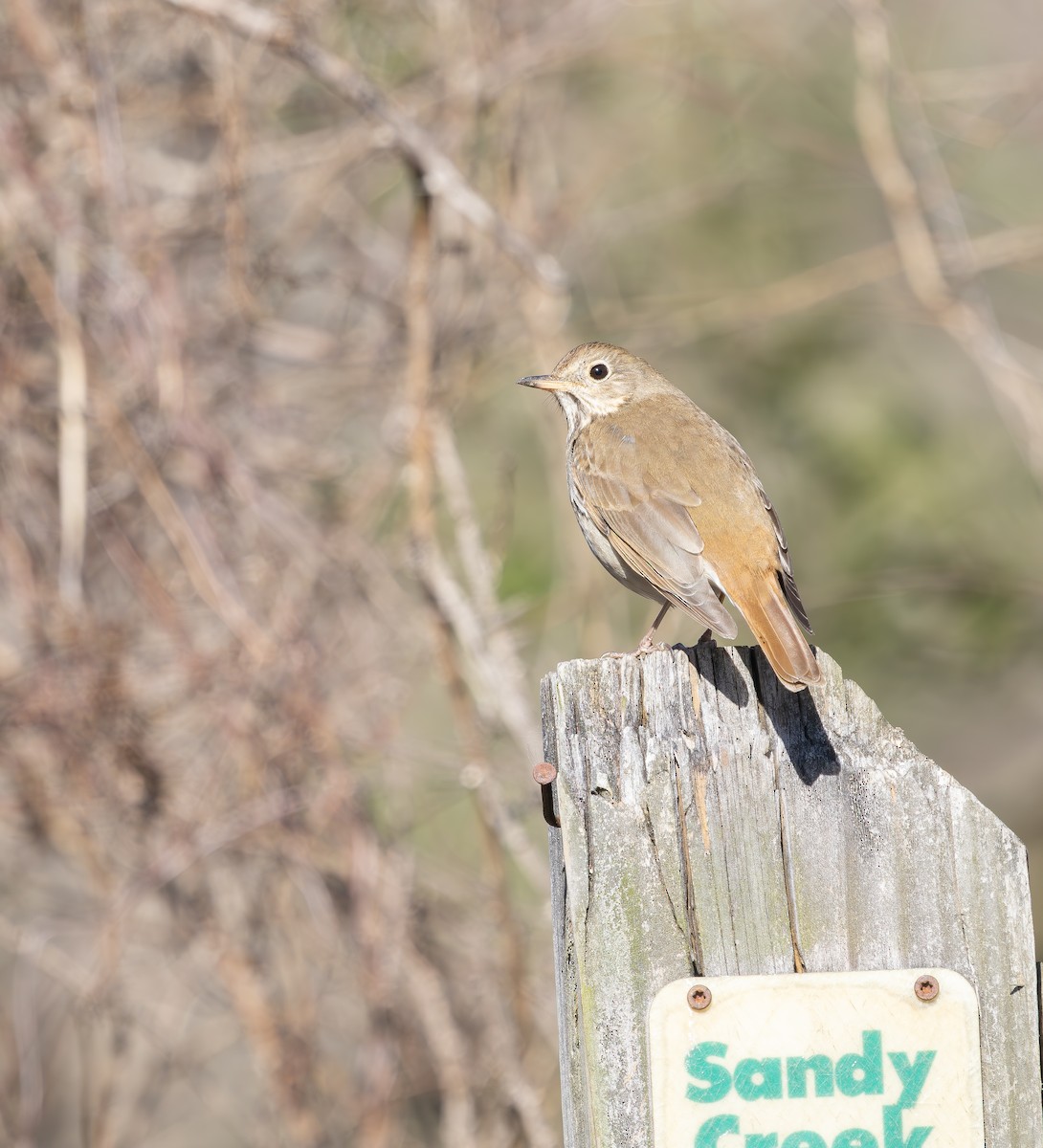 Hermit Thrush - ML631751279