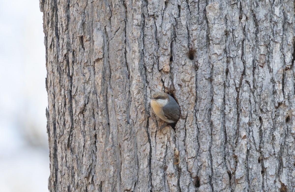 Brown-headed Nuthatch - ML631751282